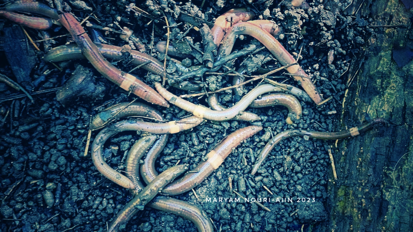 Fieldwork with earthworms