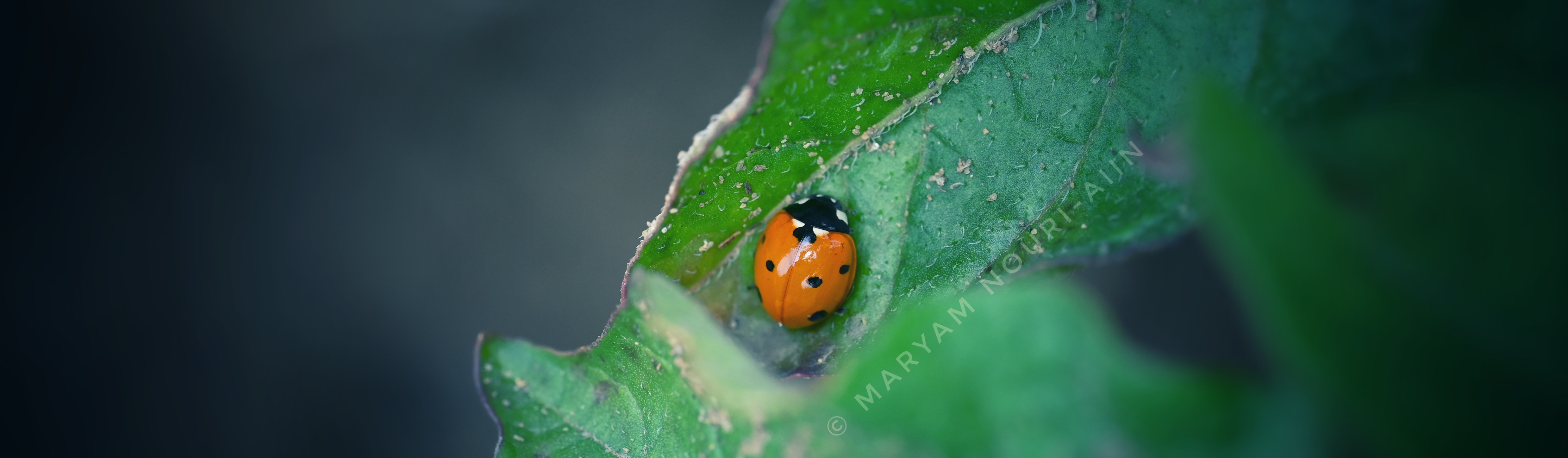 Nine-spotted lady beetle 1