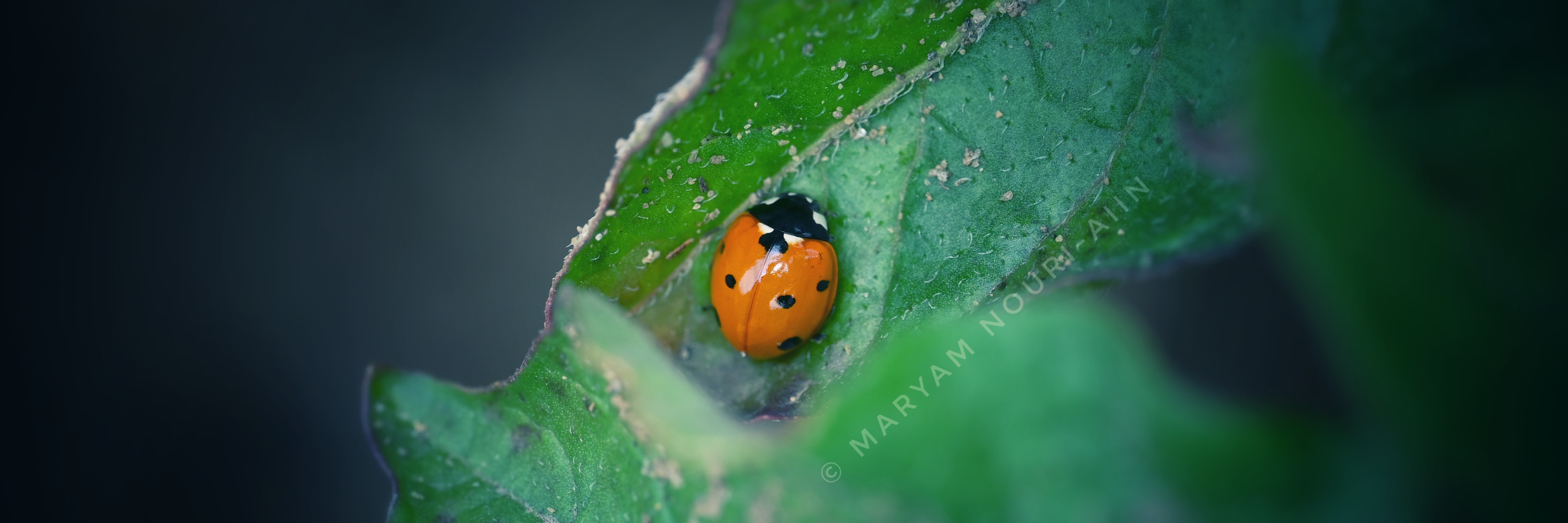 Nine-spotted lady beetle 3