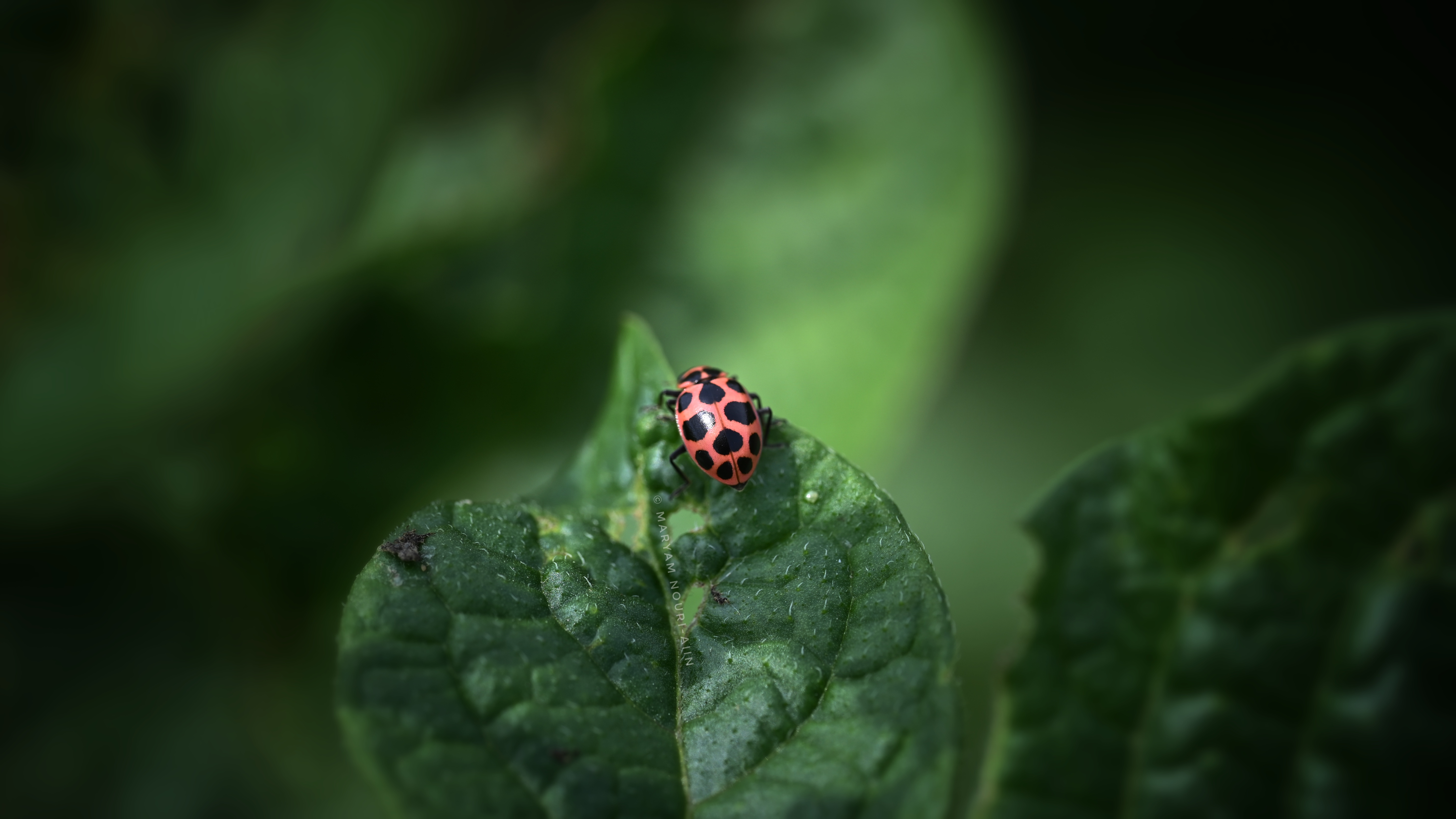 Spotted pink lady beetle