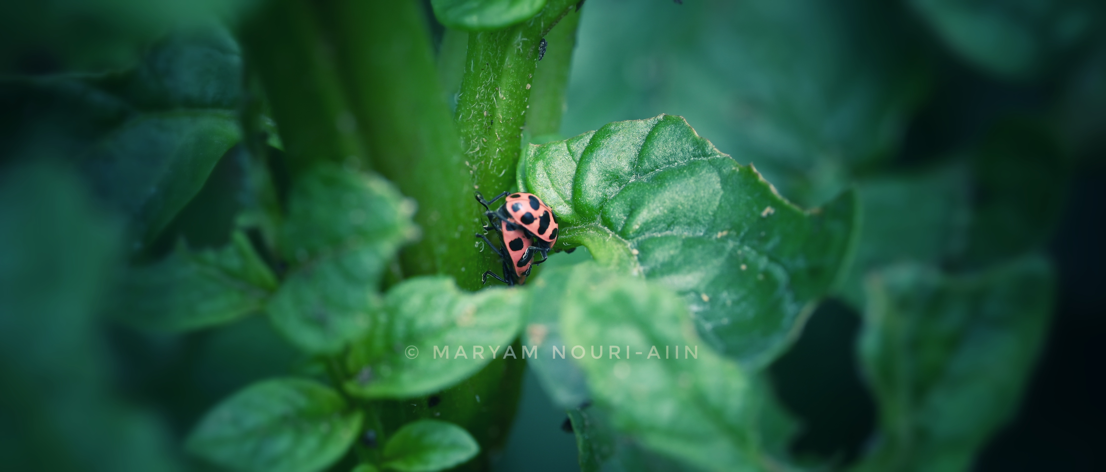Spotted pink lady beetle close view