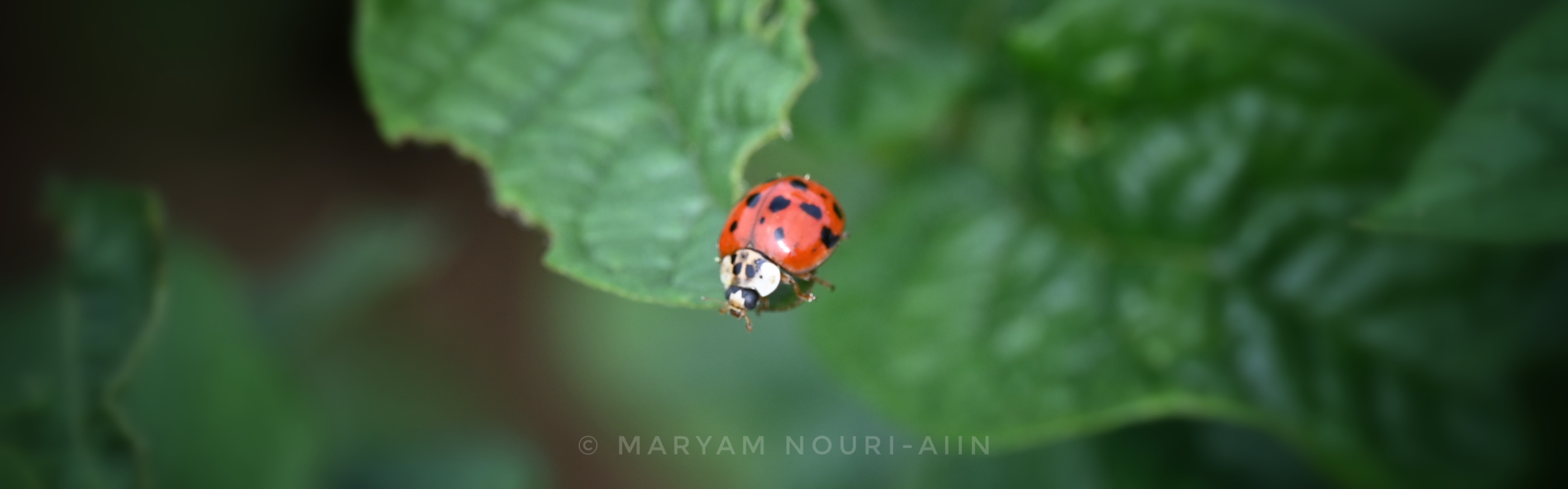 Harlequin lady beetle 1