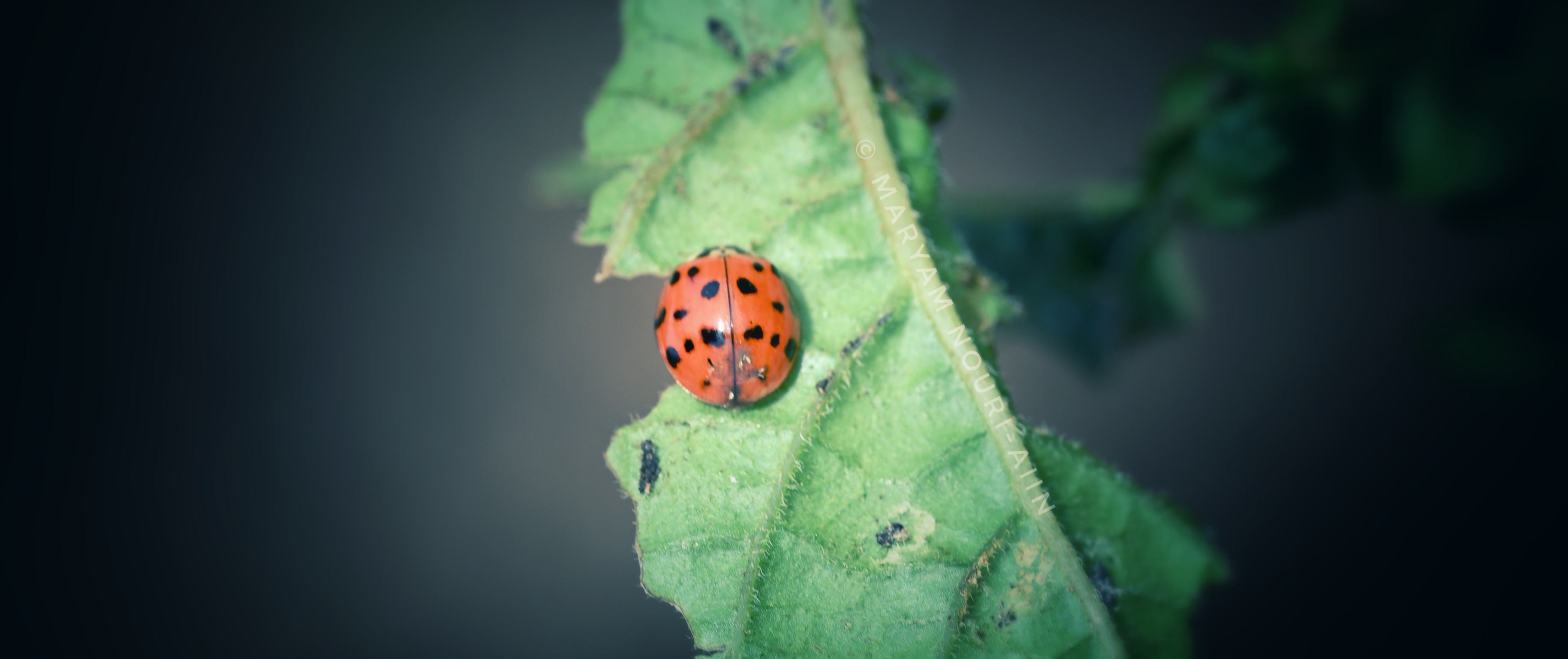 Harlequin lady beetle 2