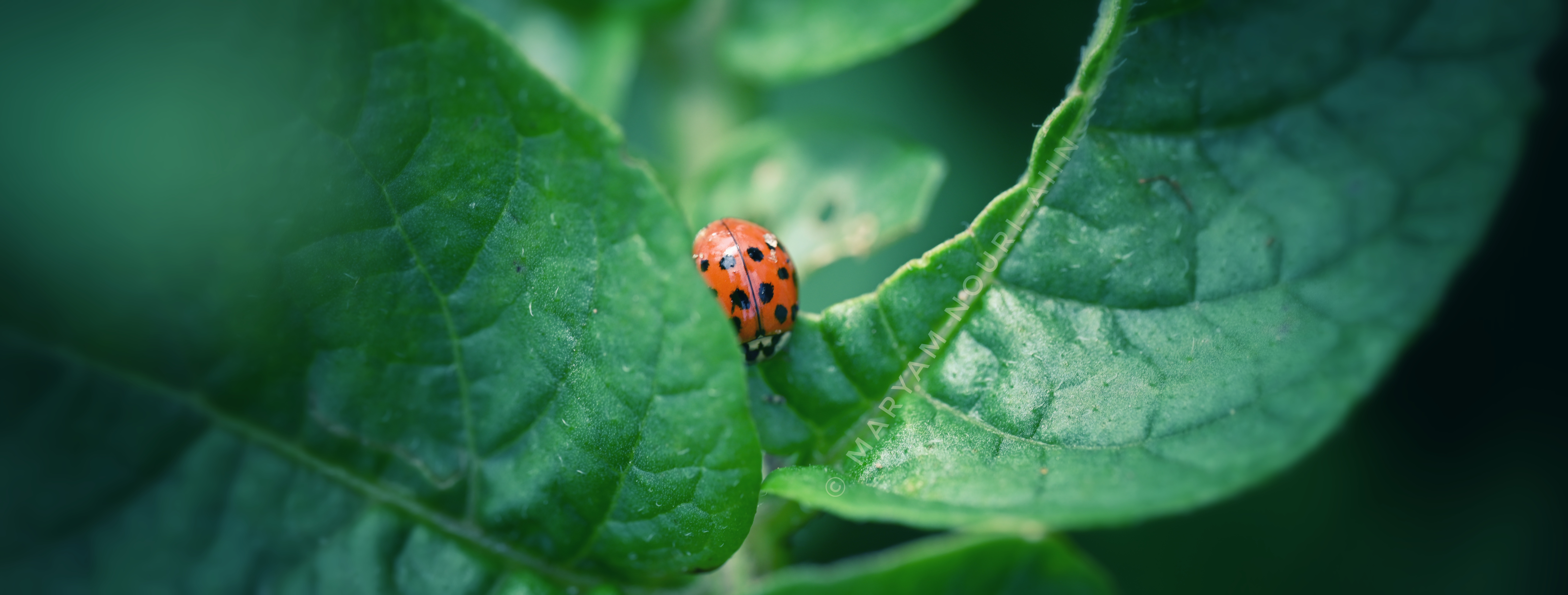 Harlequin lady beetle 3