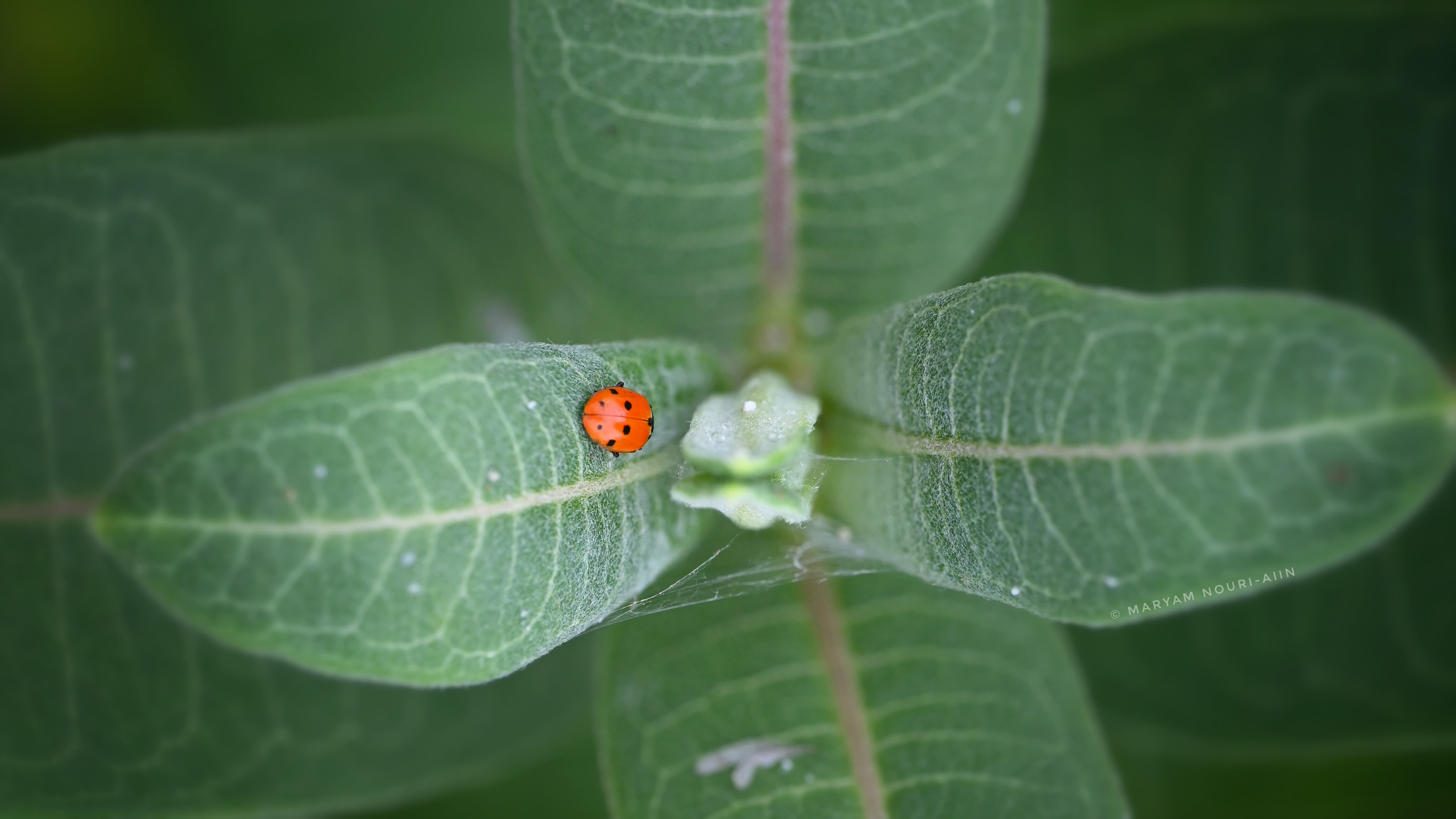 Harlequin lady beetle 4
