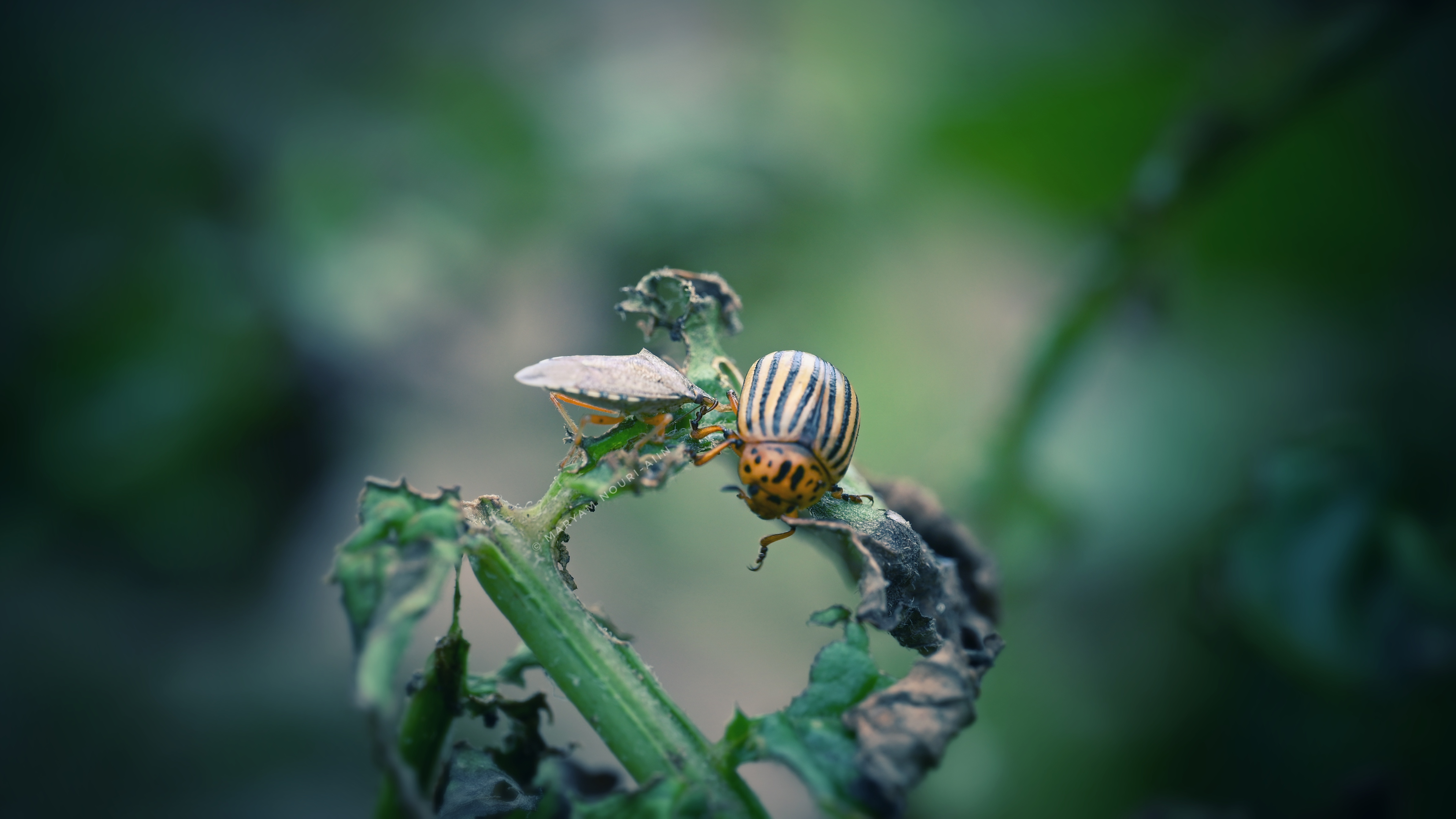 Spined soldier bug