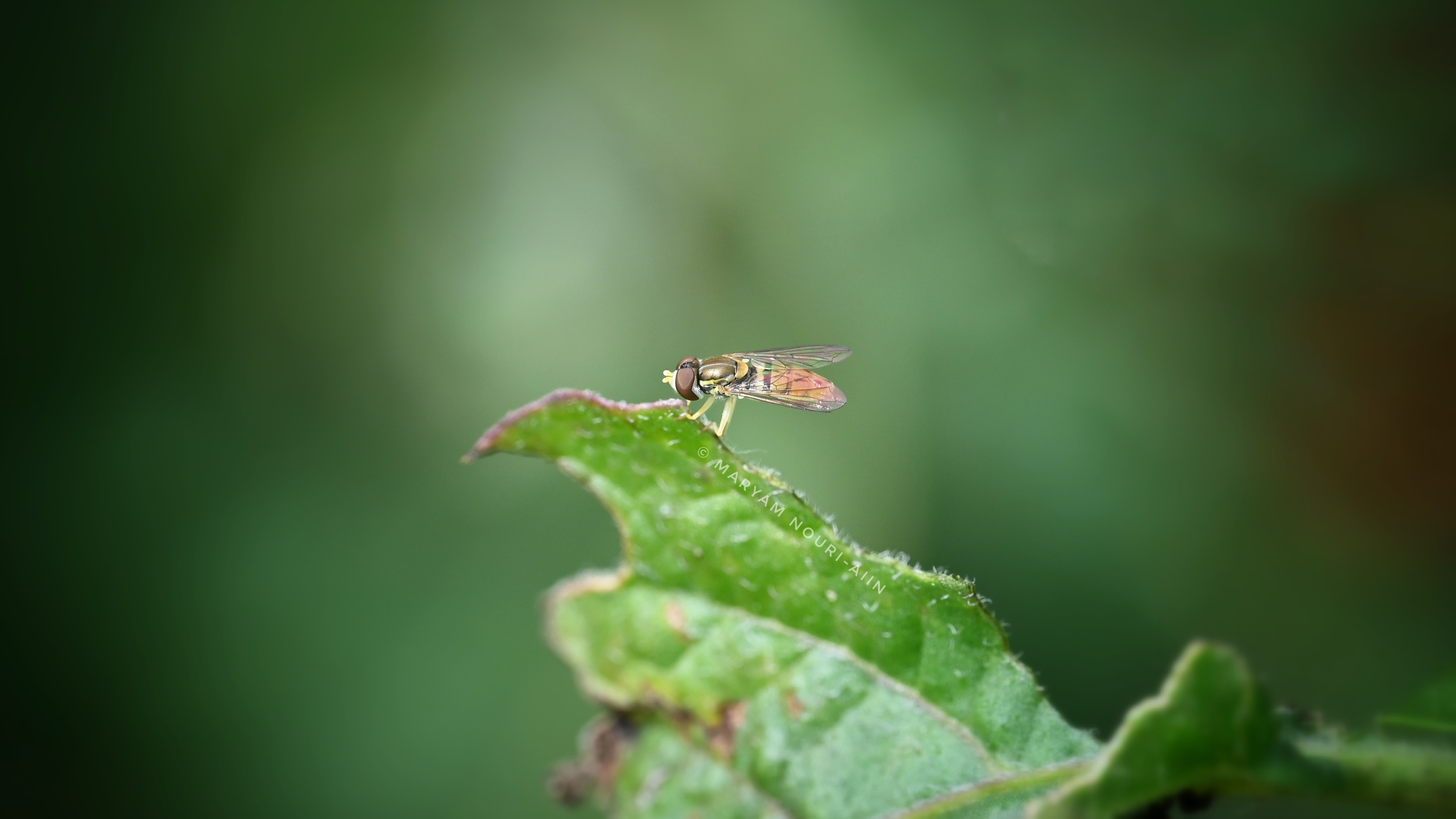 Hover fly on potato