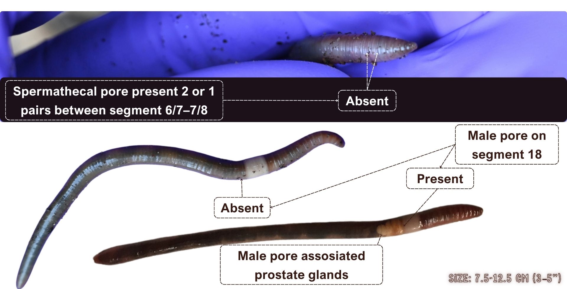 Amynthas tokioensis