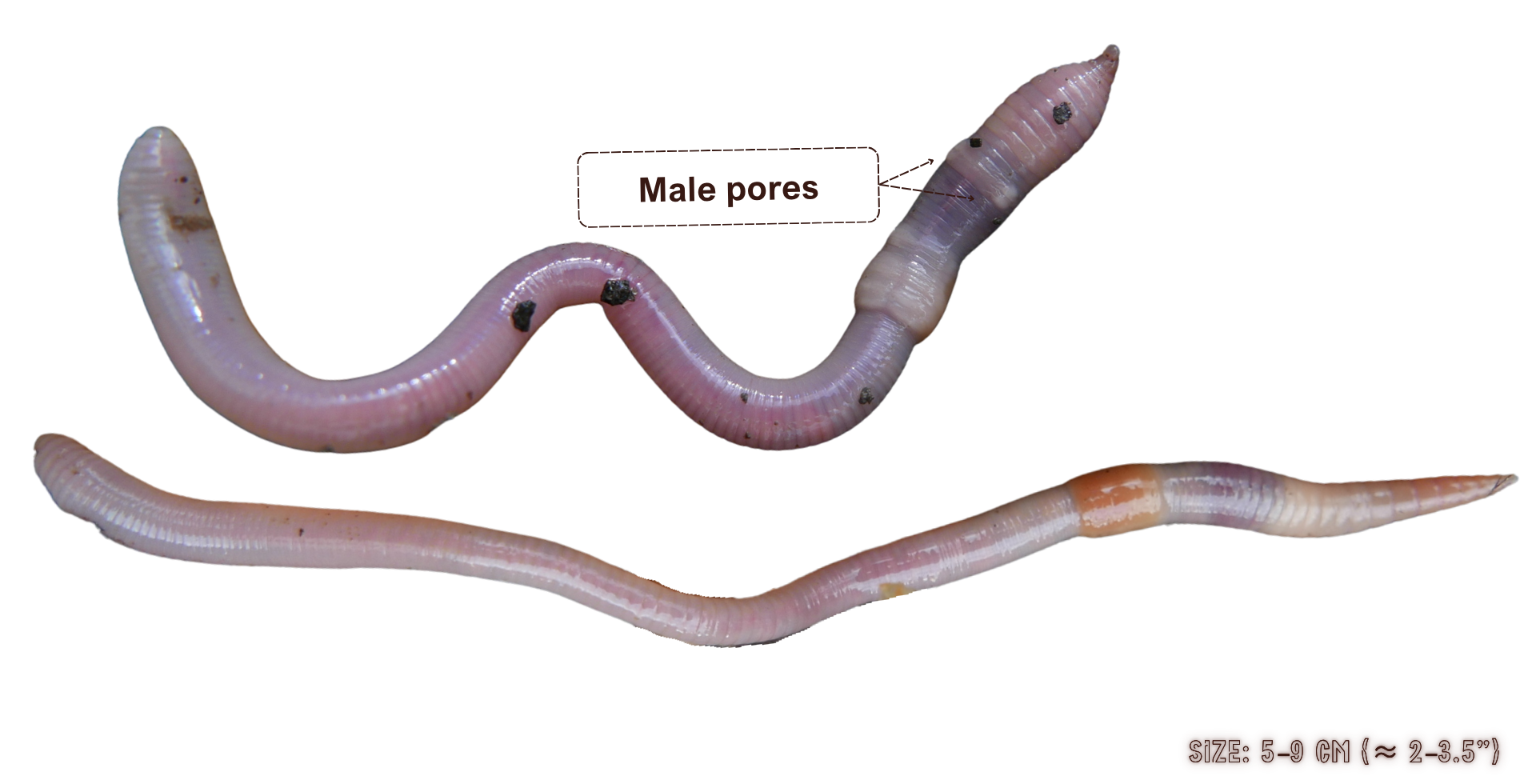 Aporrectodea caliginosa