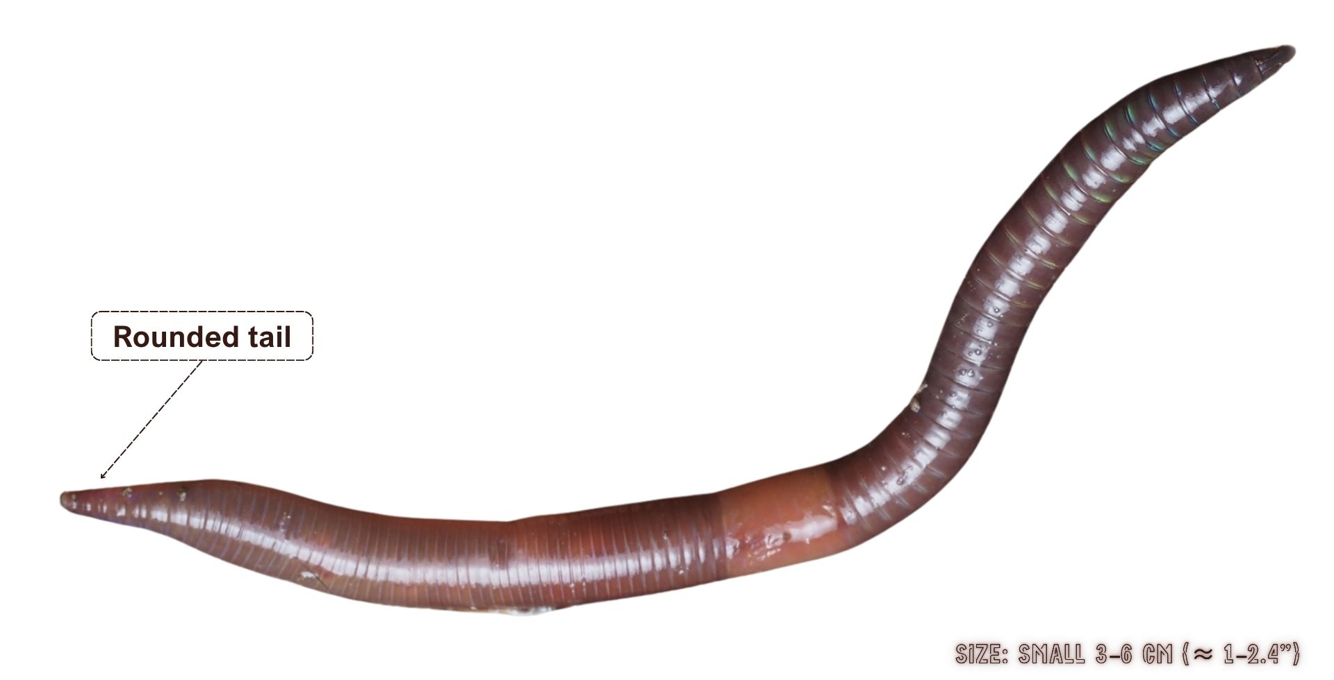Lumbricus castaneus
