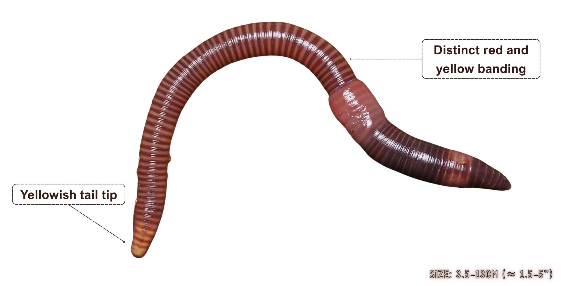 Eisenia fetida