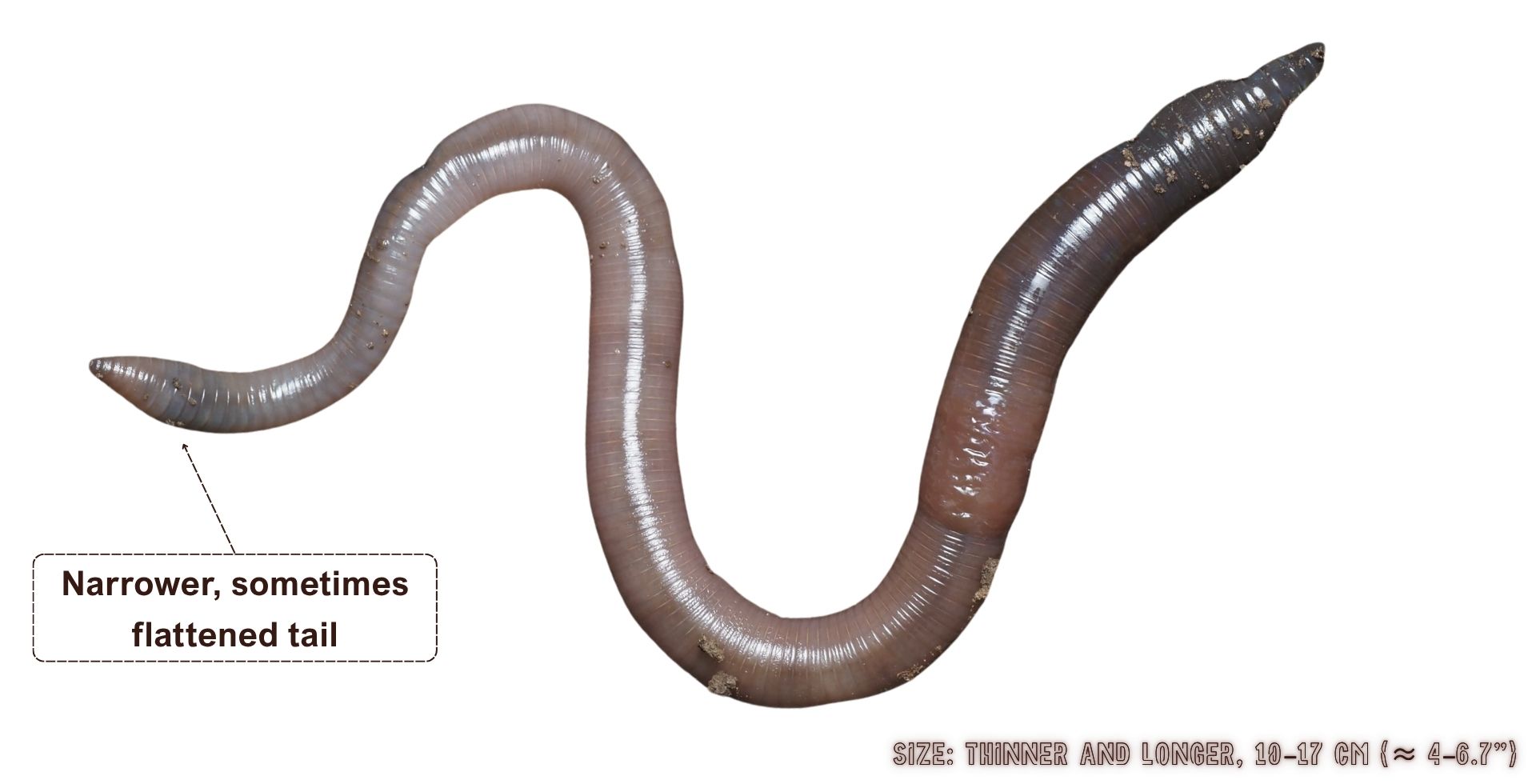 Aporrectodea longa