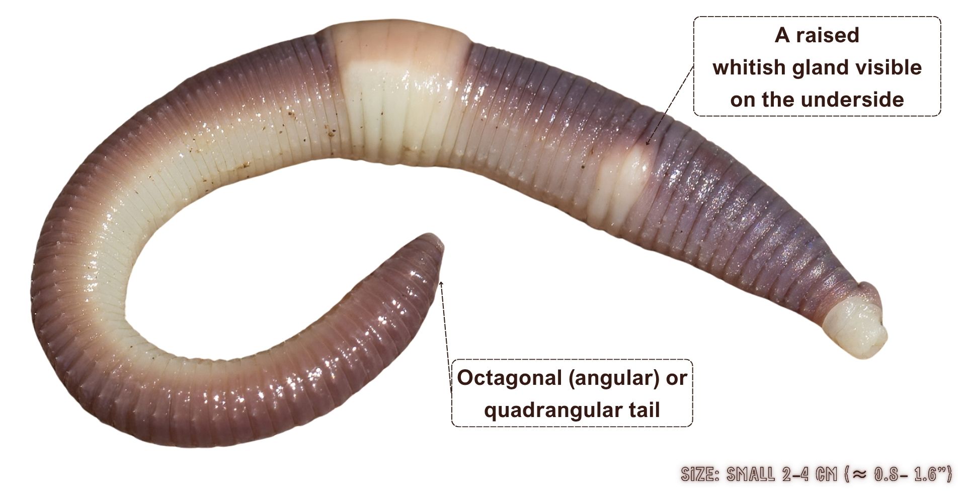 Dendrobaena octaedra