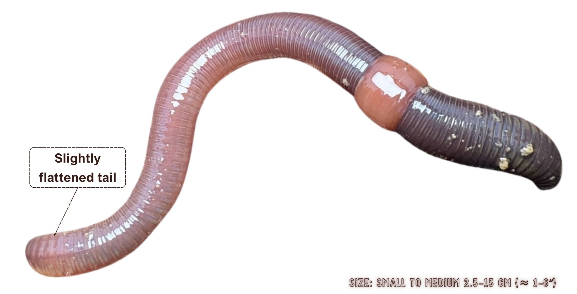 Lumbricus rubellus