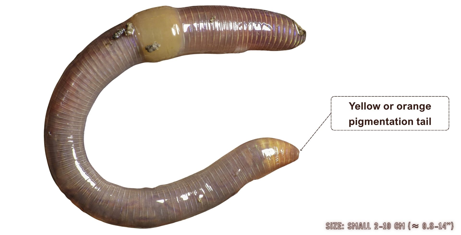 Dendrodrilus rubidus