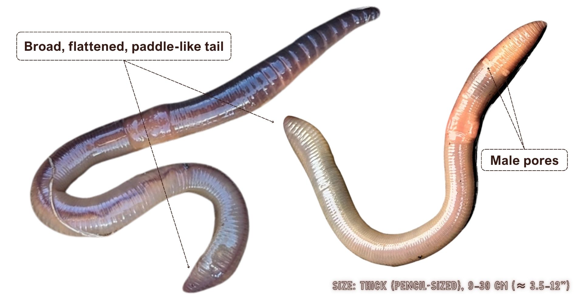 Lumbricus terrestris