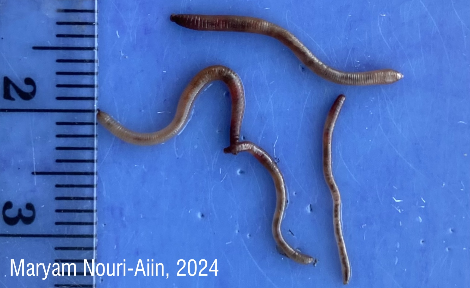 Jumping worm hatchlings
