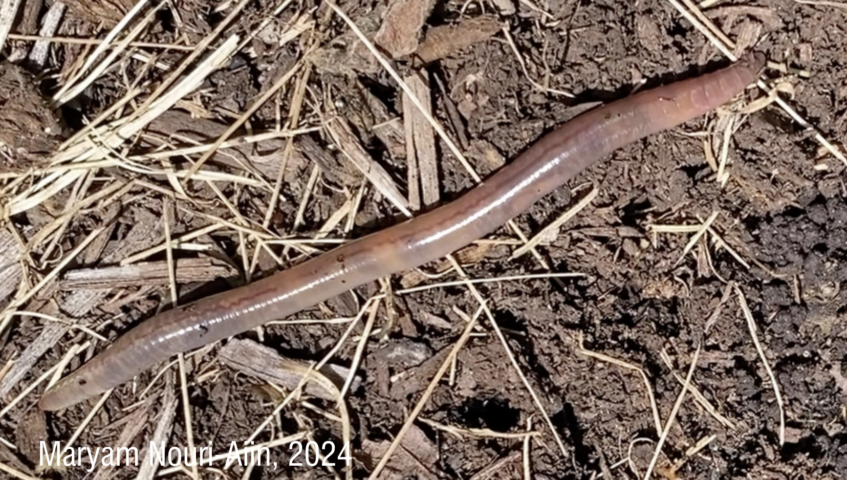 Larger juvenile jumping worm, likely *Amynthas agrestis* or *Metaphire hilgendorfi*