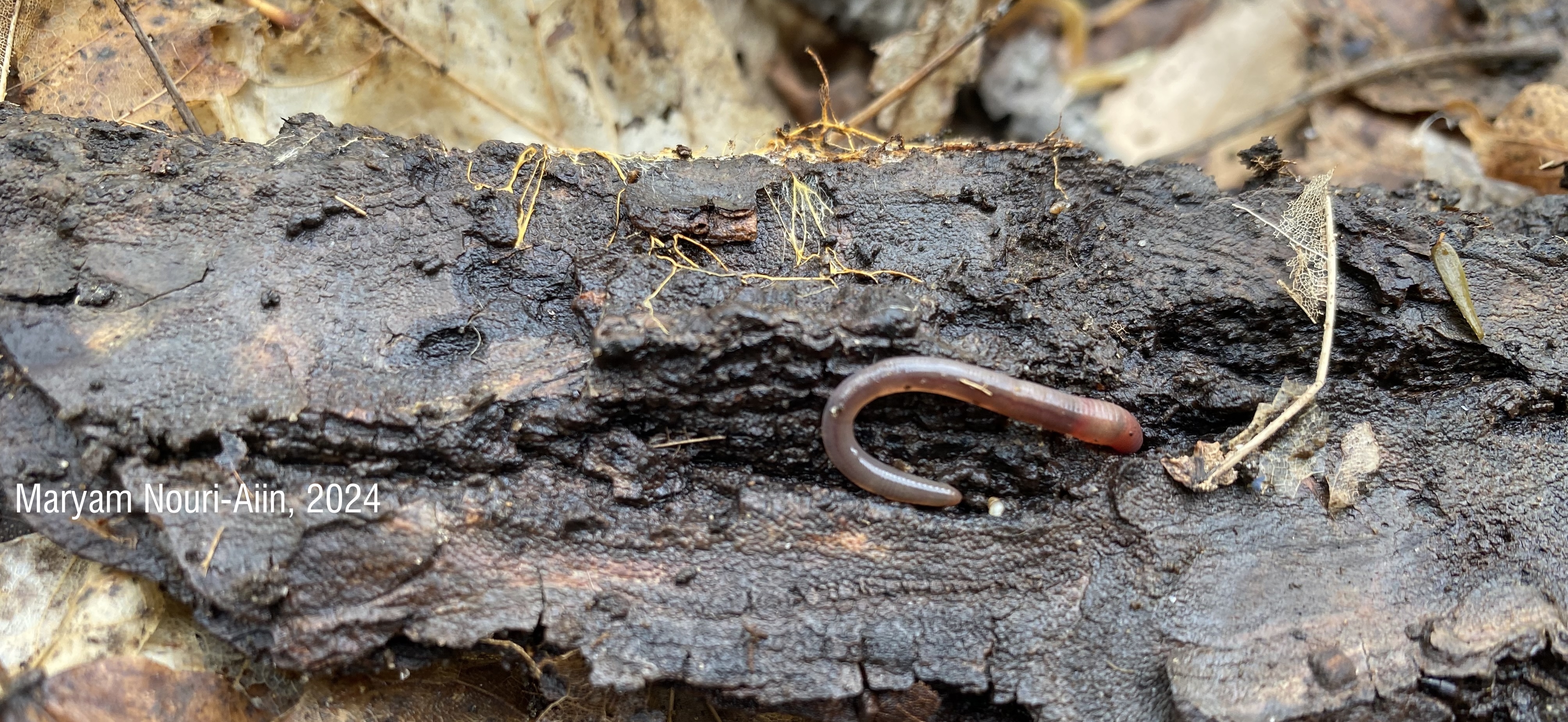 Jumping worm juveniles