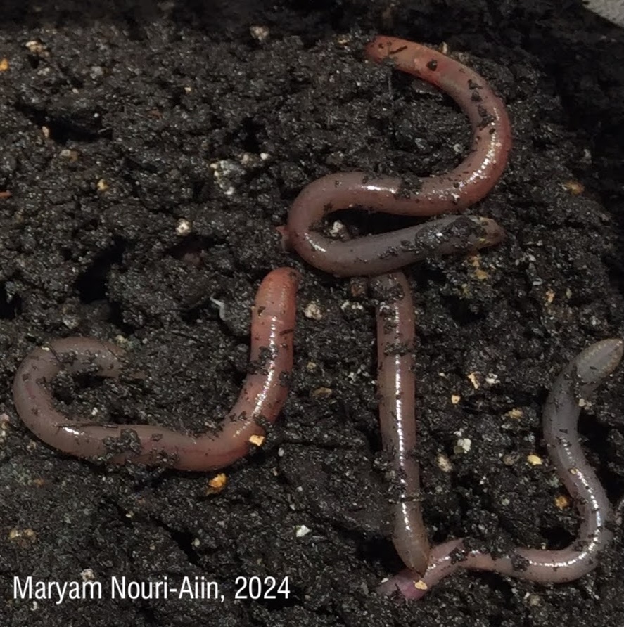 *Amynthas agrestis* juveniles/pre-adults