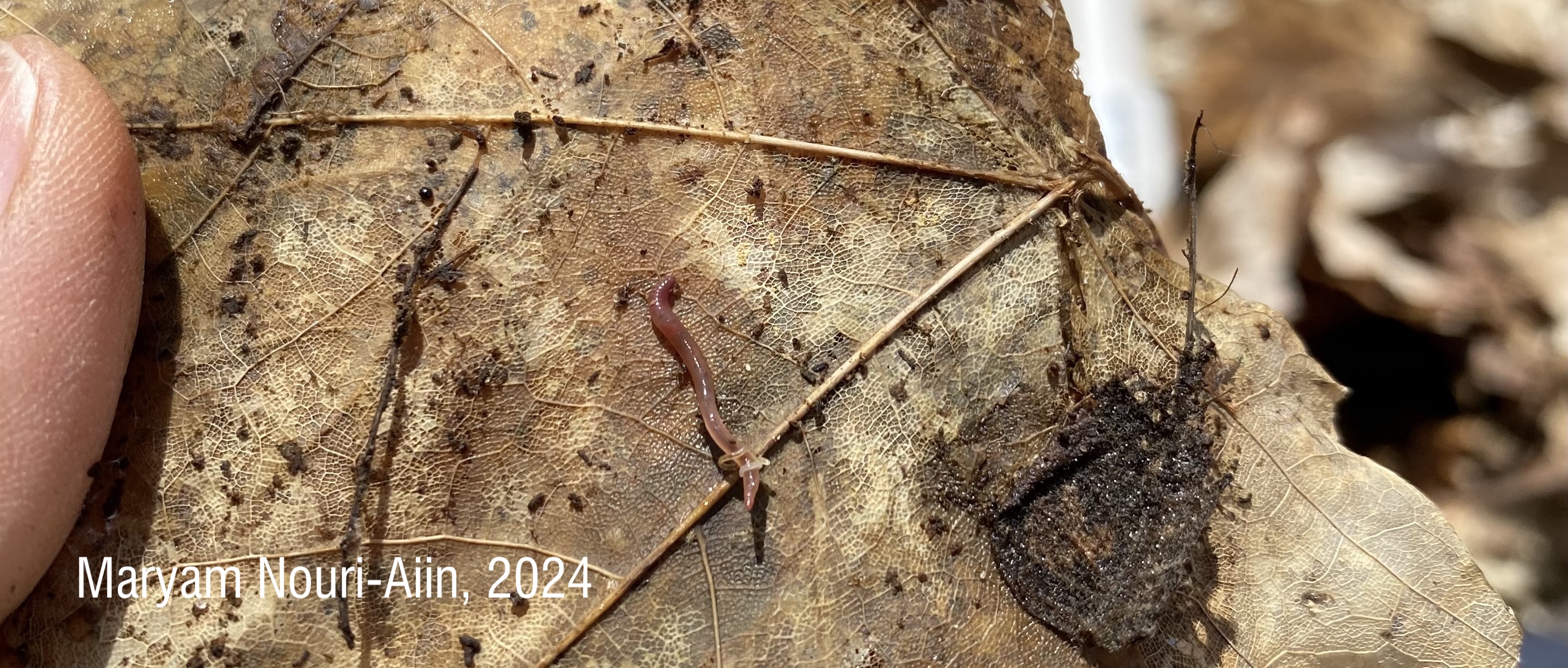 Jumping worm hatchlings