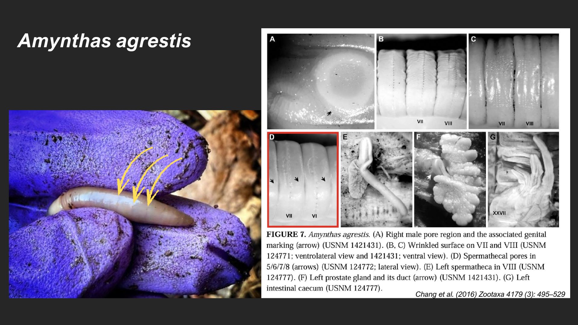 <em>Amynthas agrestis</em>