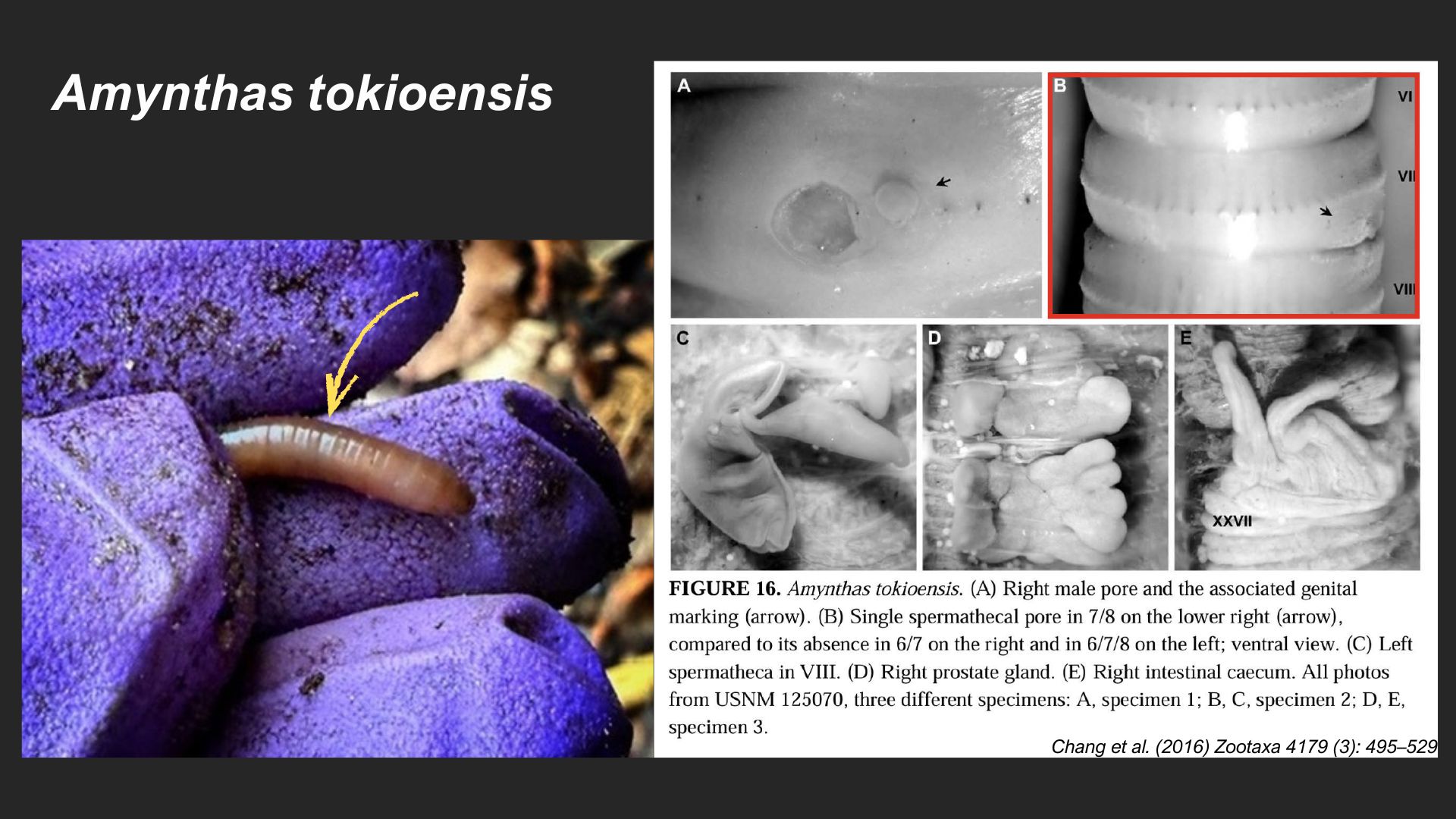 <em>Amynthas tokioensis</em>