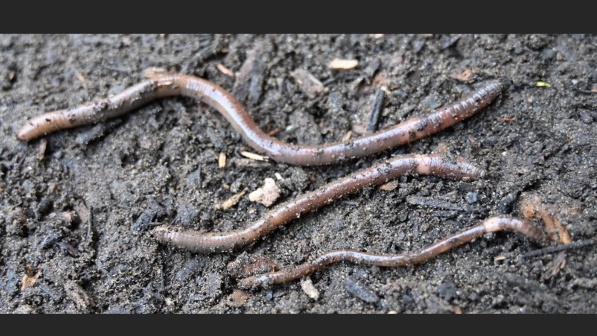 Adults