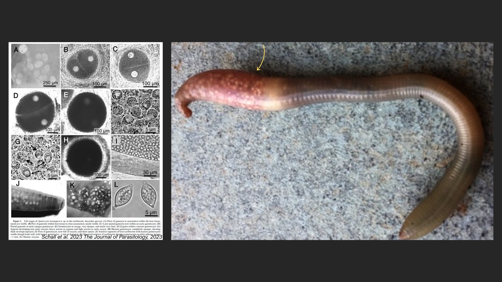 <em>Amynthas agrestis</em> parasites