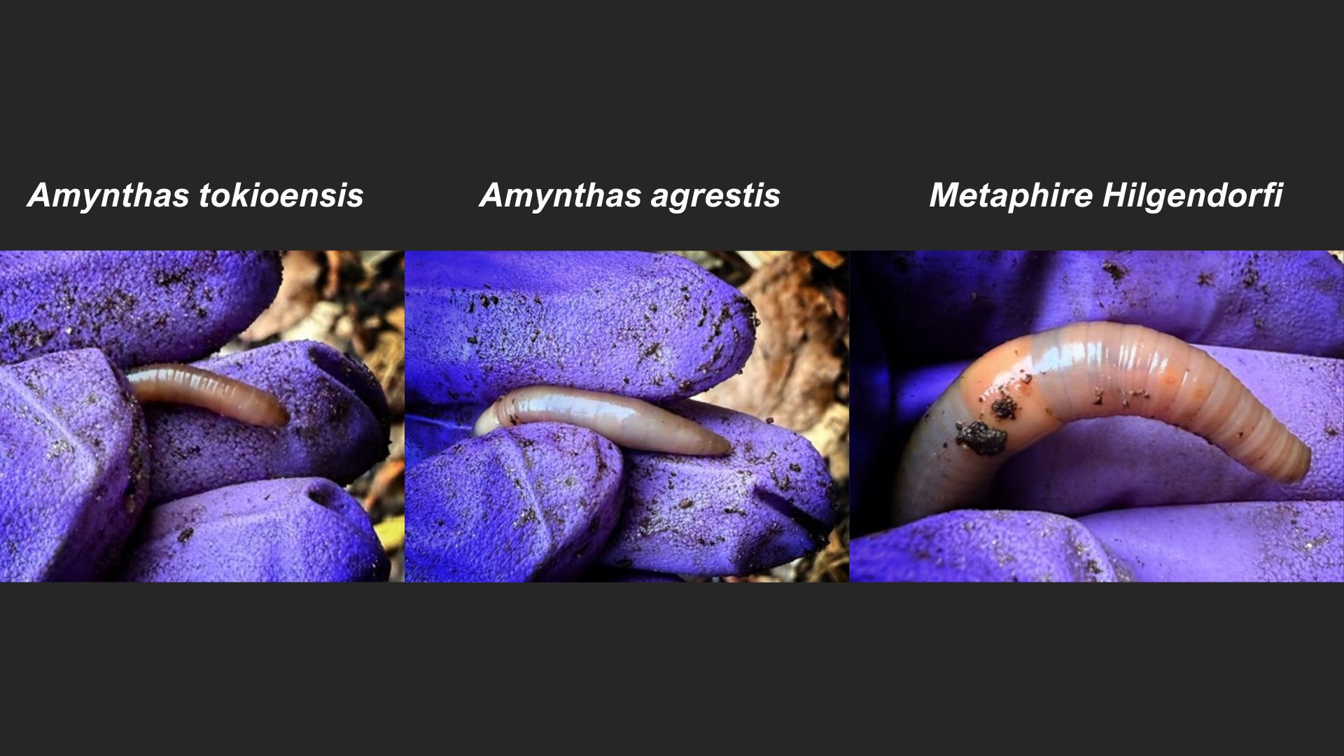 3 species side by side