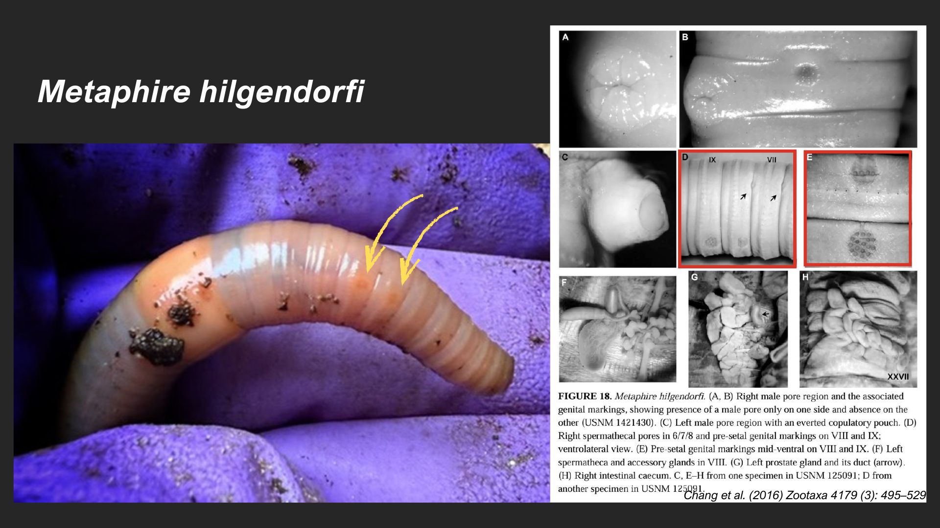<em>Metaphire hilgendorfi</em>