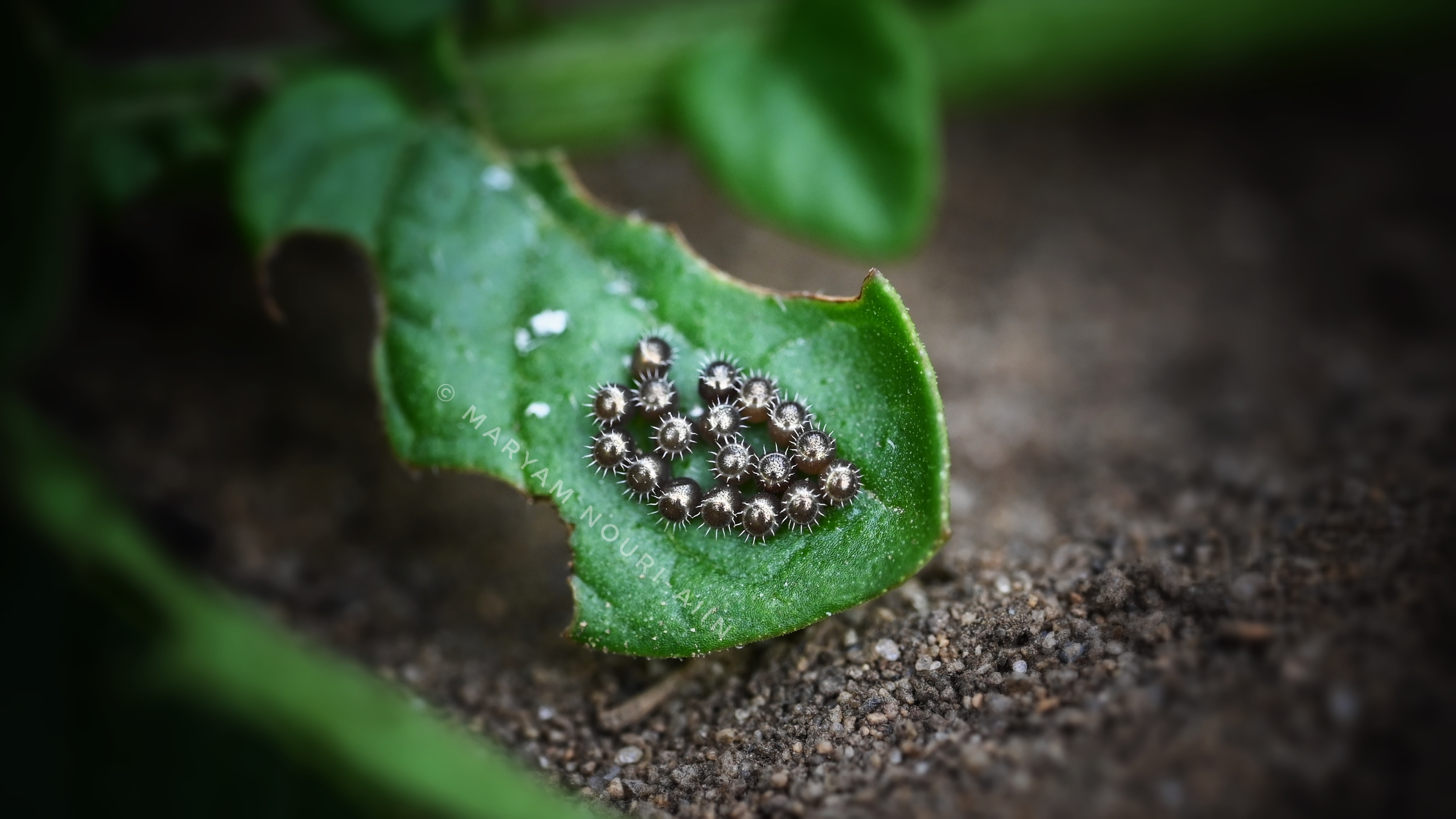 Cluster of spined soldier bug eggs