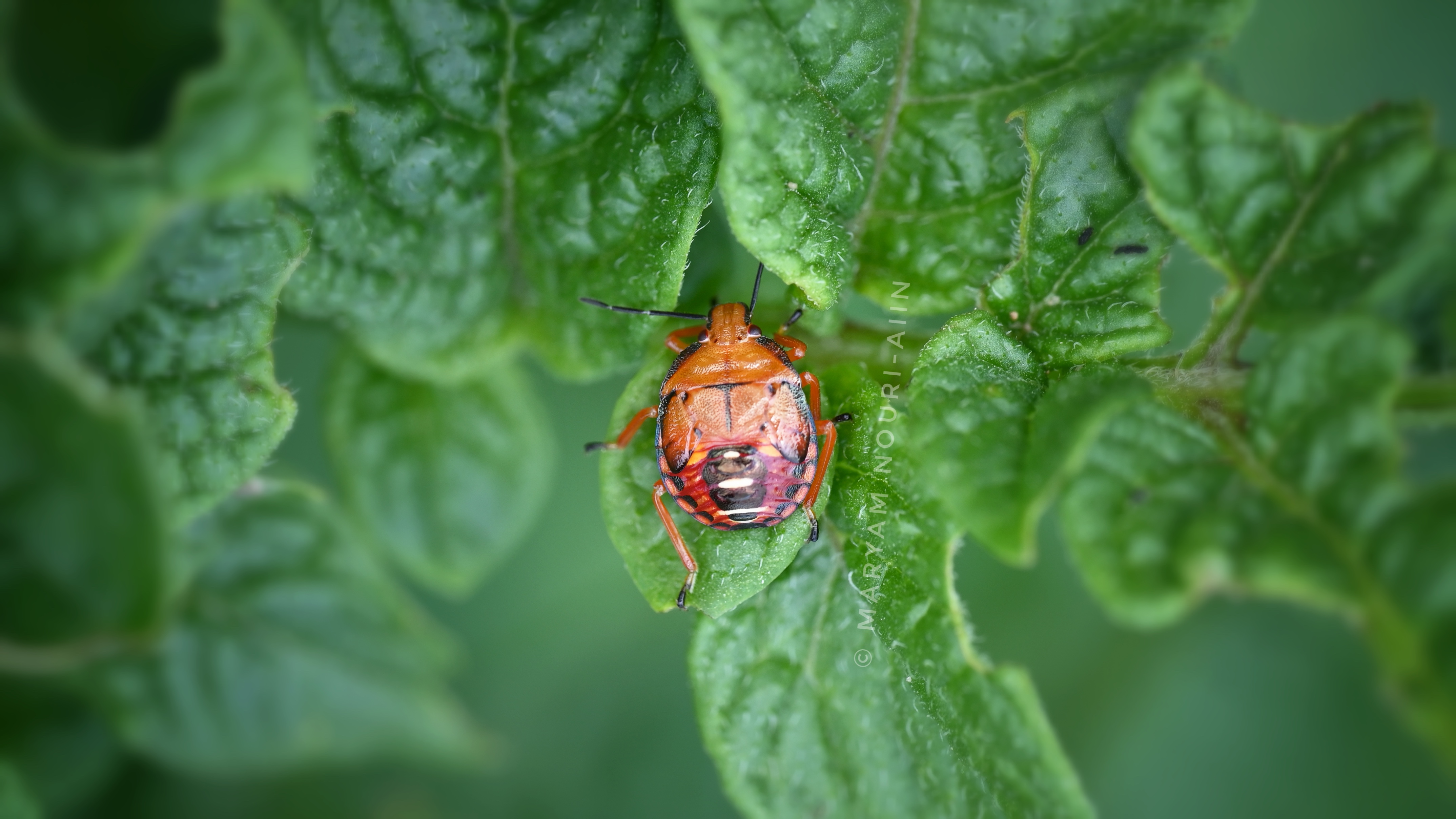 Fourth-instar nymph of spined soldier bug