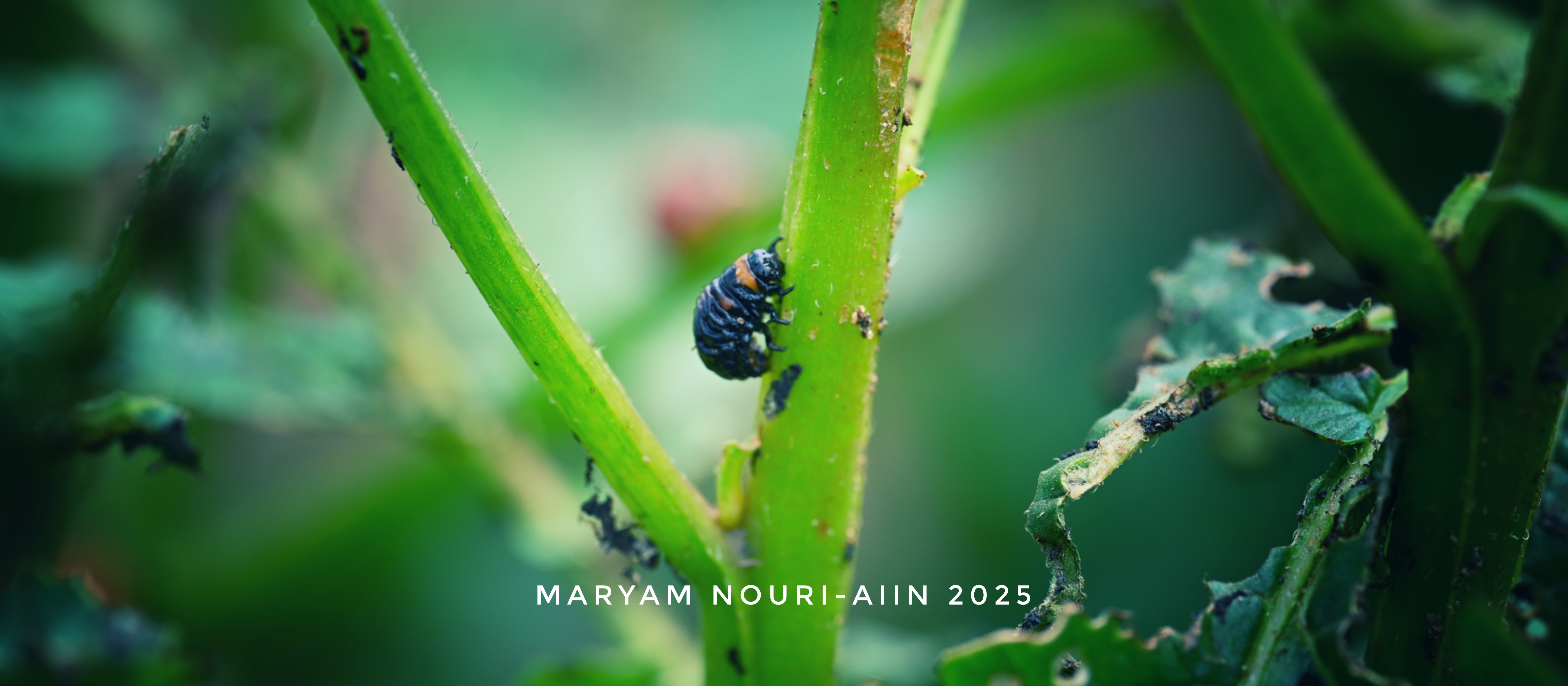 Colorado potato beetle biocontrol assay