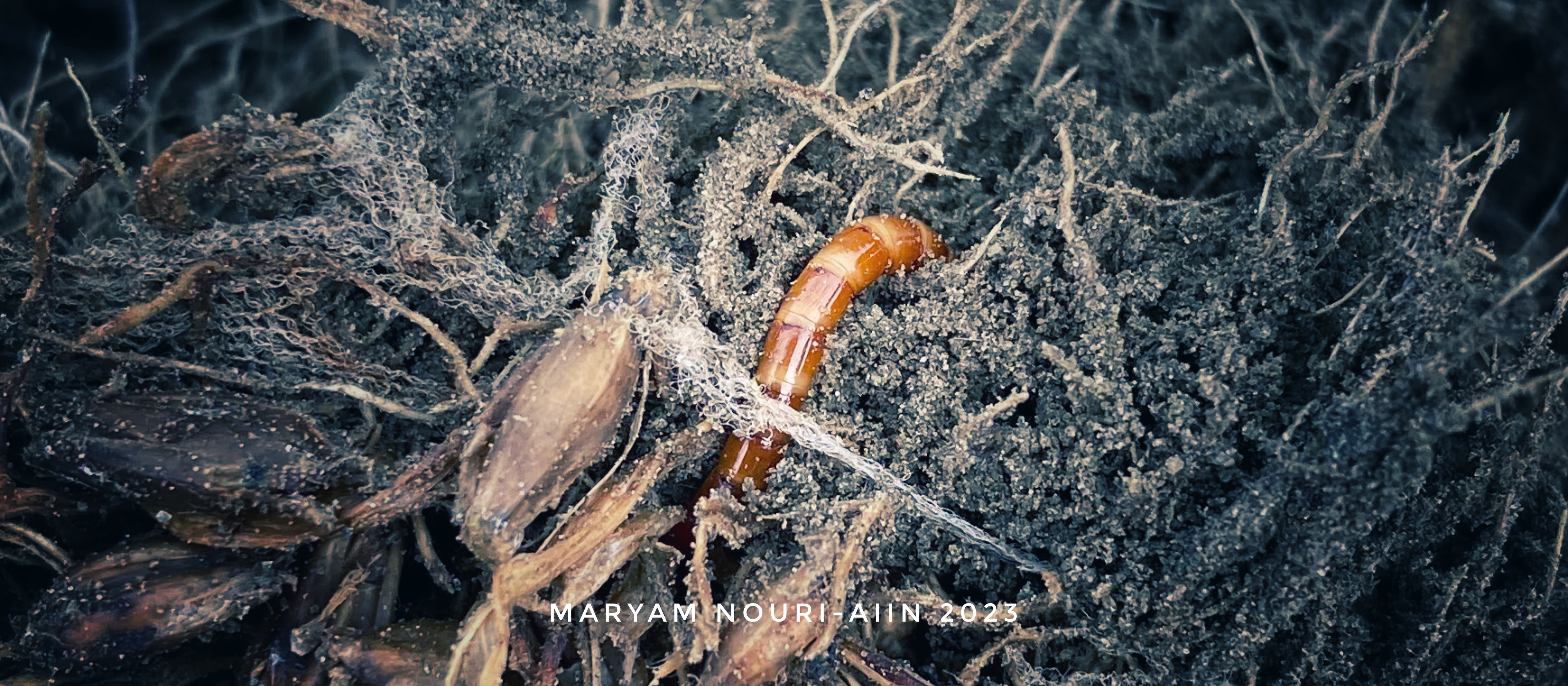 Wireworm ecology and controls